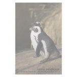 African Penguins stationery