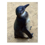 African penquin post cards