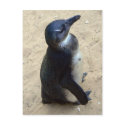 African penquin postcards