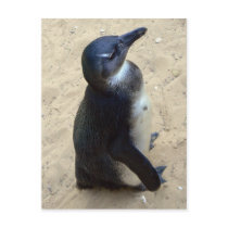 African penquin postcards