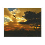 African Planes Postcard
