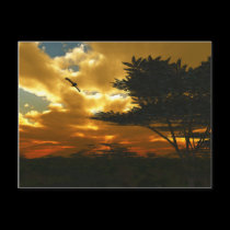African Planes Postcard