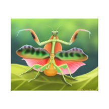African Praying Mantis Displaying Wrapped Canvas Canvas Prints