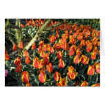 African proverb and flame tulips greeting cards
