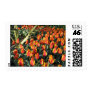 African proverb and flame tulips postage stamps