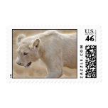 African prowling  white lion postage