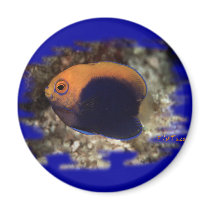 African Pygmy Angle magnets by H2Oasis African Pygmy Angle magnets