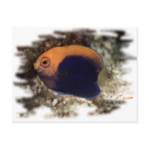 African Pygmy Angle postcards