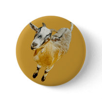 African Pygmy Goat buttons by kphotos African Pygmy Goat buttons