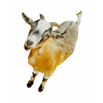 African Pygmy Goat t-shirts by kphotos African Pygmy Goat t-shirts