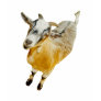 African Pygmy Goat T Shirts