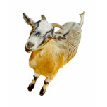 African Pygmy Goat t-shirts