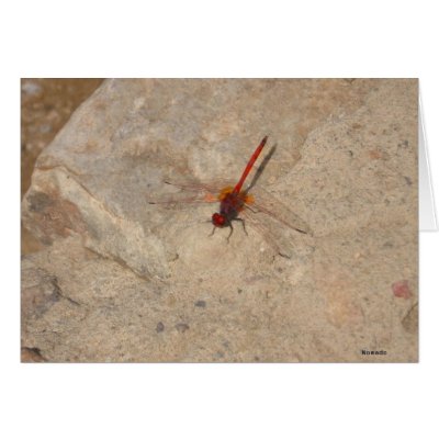 African Red Dragonfly Cards by CrisIsaac