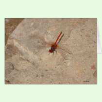 African Red Dragonfly cards