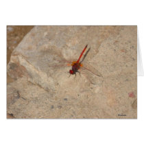 African Red Dragonfly cards by CrisIsaac African Red Dragonfly cards