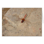 African Red Dragonfly cards