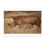 African Rhino mom and baby Post Card