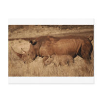 African Rhino mom and baby Post Card