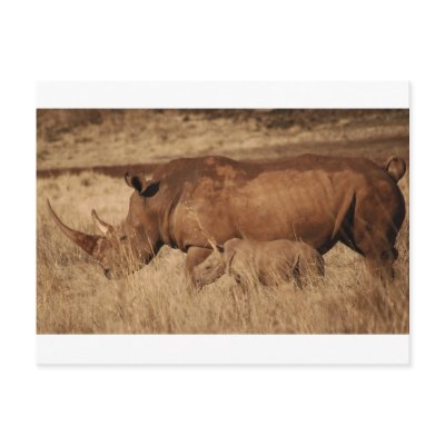 African Rhino mom and baby Post Card by laureenr