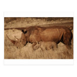 African Rhino mom and baby Post Card