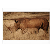 African Rhino mom and baby Post Card