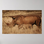 African Rhino mom and baby Poster