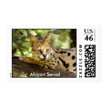 African Serval Stamp