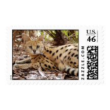 African Serval Stamp, African Serval