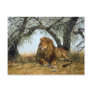 African shade, Lion Postcards
