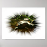 African Side Necked Turtle in a burst frame Poster