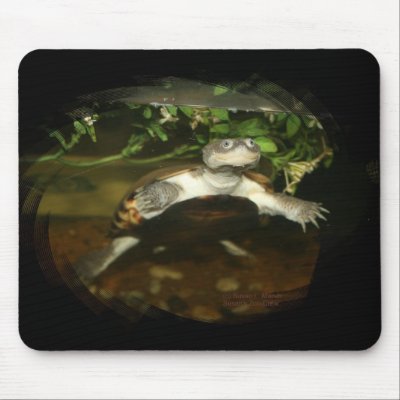 African Side Necked Turtle Photograph Mouse Pads by SusansZooCrew