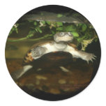 African Side Necked Turtle Photograph Round Stickers