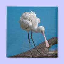 African Spoonbill Magnet