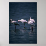 African Spoonbills Print