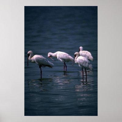 African Spoonbills Print by lolanimals