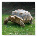 African Sulcata Tortoise posters by DawnsCreations African Sulcata Tortoise posters