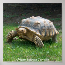 African Sulcata Tortoise Print