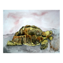 african tortoise land turtle poster print painting