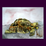 african tortoise land turtle poster print painting