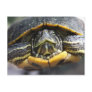 African Turtle Postcard