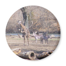 African Velt magnets