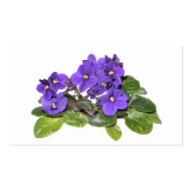African violet business card templates