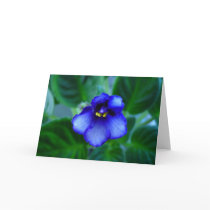 African Violet cards by KARIHALLFORD African Violet cards