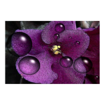 African Violet Fantasy