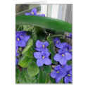 African Violet Greeting Card