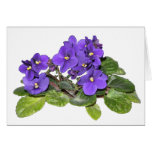 African violet greeting card