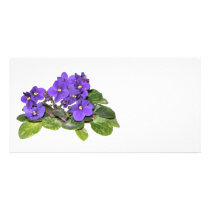 African violet customized photo card
