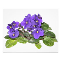 African violet photographic print