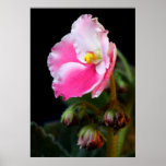 African Violet (Pink and White) Poster