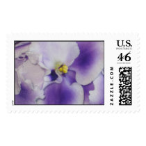 African Violet postage by ggbythebay African Violet postage